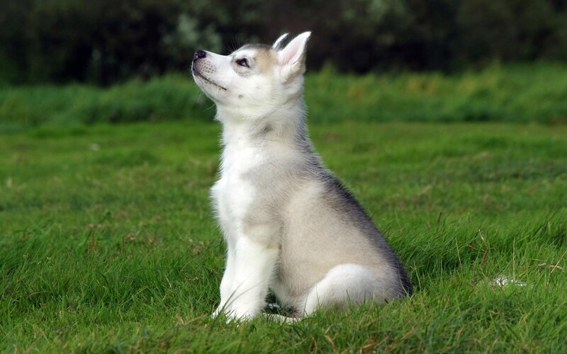 Husky Puppy Sitting — Green, Calm, Afternoon