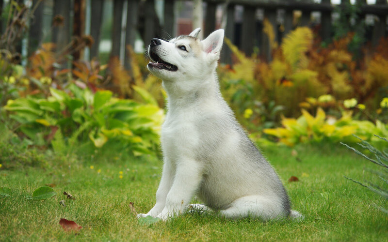Husky Puppy Sitting — Green, Calm