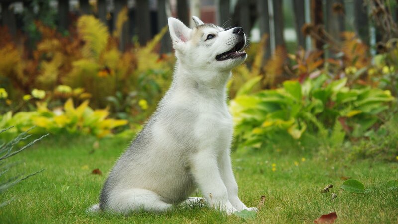 Husky Puppy Sitting — Green