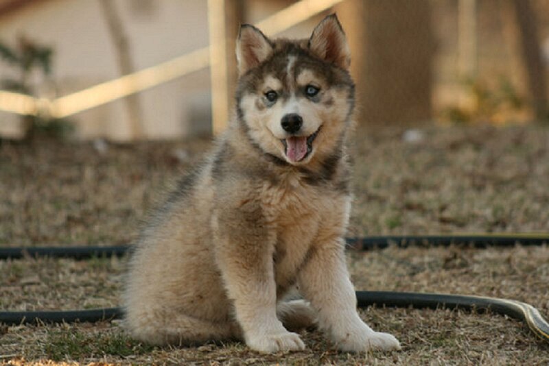 Husky Puppy Sitting