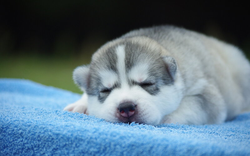 Husky Puppy Sleeping — Blue