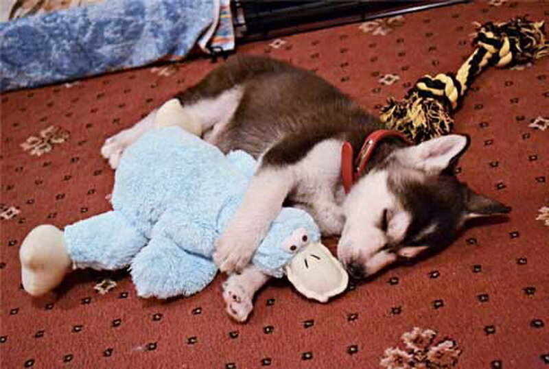 Husky Puppy Sleeping — Brown