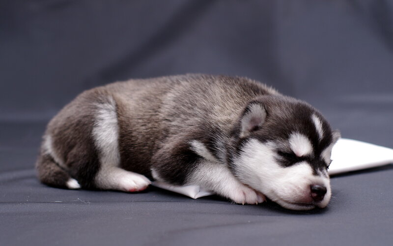 Husky Puppy Sleeping — Gray, Calm