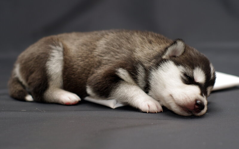 Husky Puppy Sleeping — Gray, Peaceful