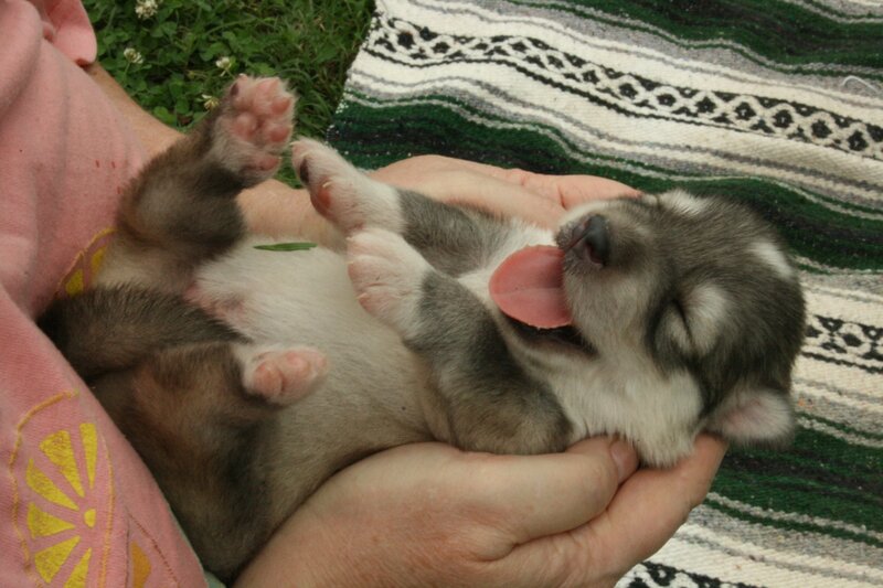 Husky Puppy Sleeping — Gray