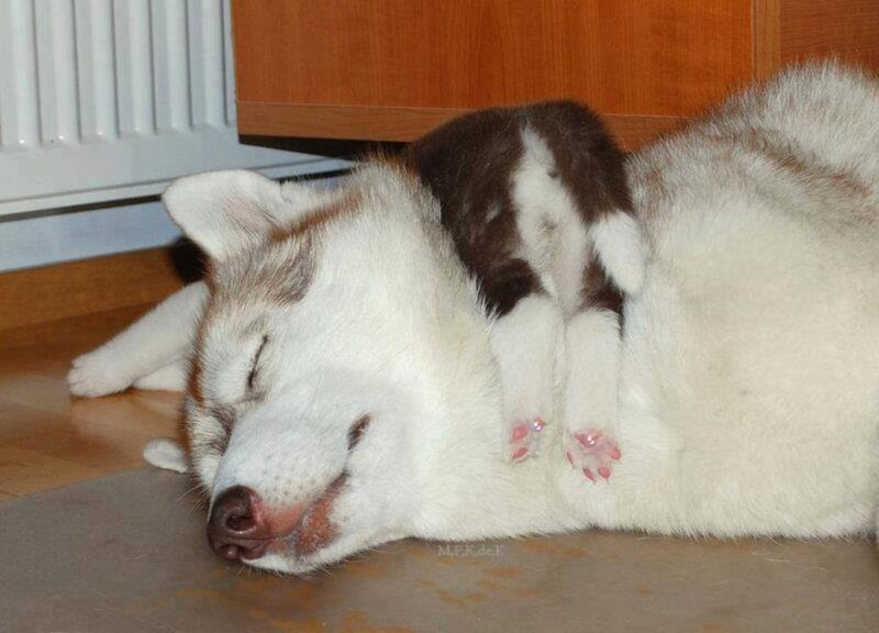 Husky Puppy Sleeping — White
