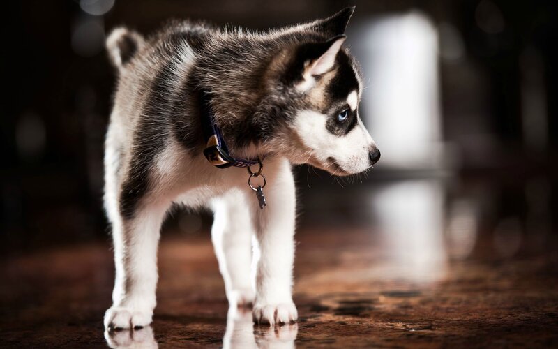 Husky Puppy Standing — Black, Dramatic, Photograph, Collar, Floor