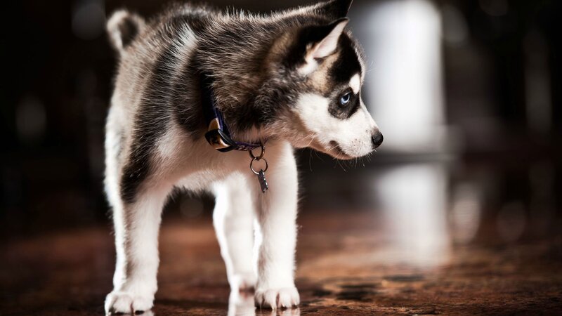 Husky Puppy Standing — Black, Dramatic, Photograph