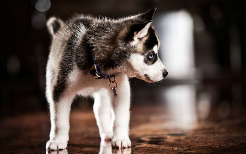 Husky Puppy Standing — Black, Dramatic