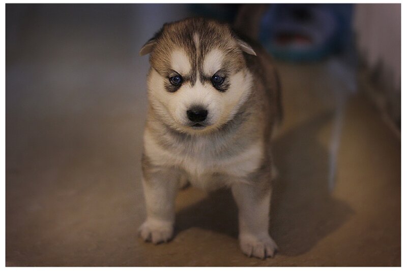 Husky Puppy Standing — Brown