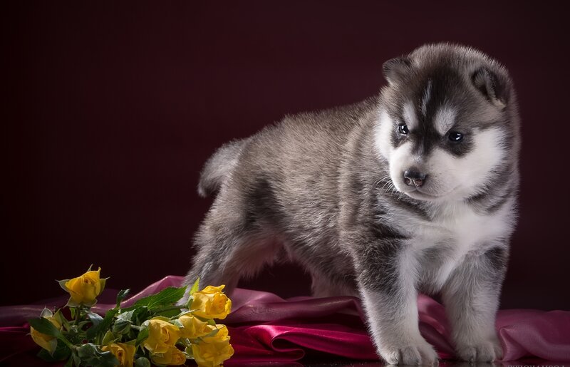 Husky Puppy Standing — Gray, Dramatic