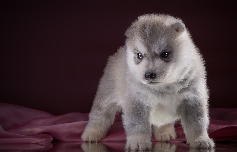 Husky Puppy Standing — Gray