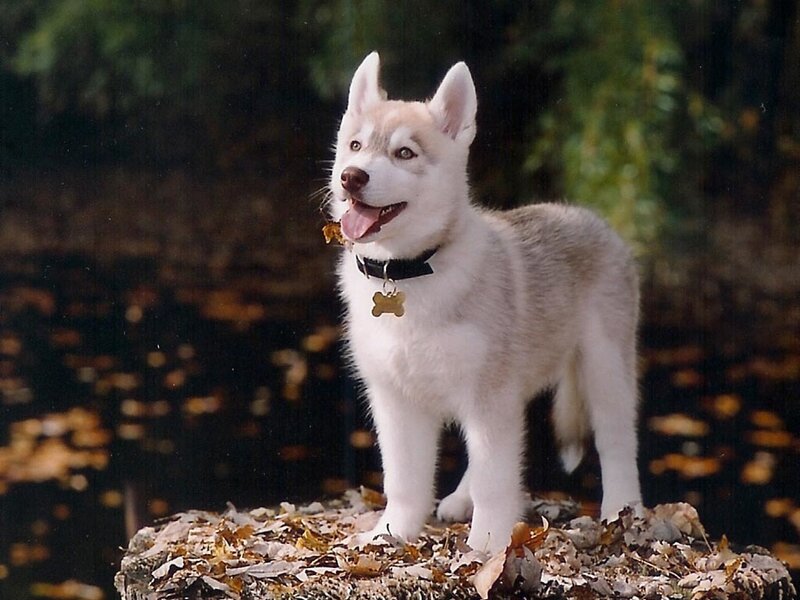 Husky Puppy Standing