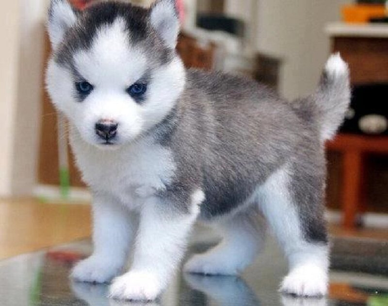 Husky Puppy Standing — White