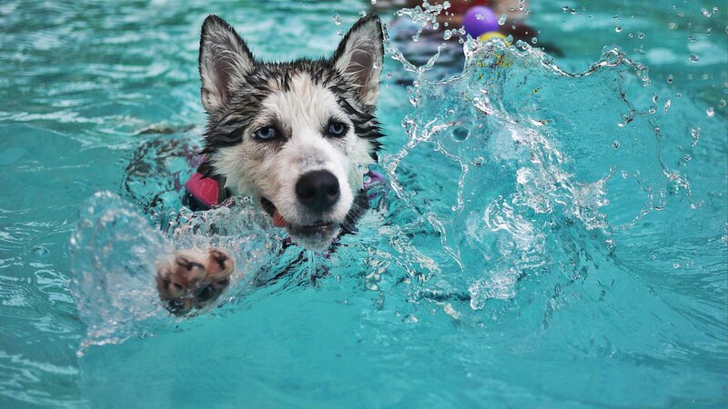 Husky Puppy Swimming