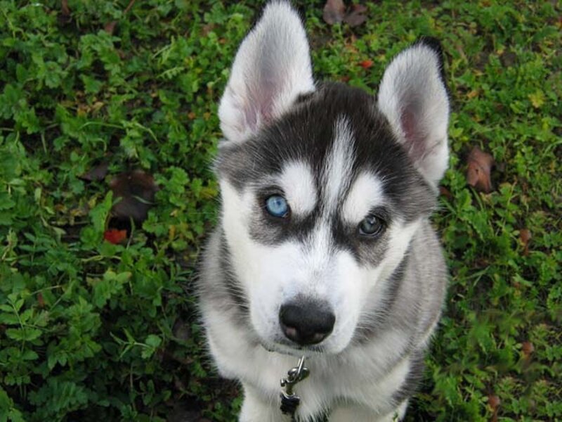 Husky Puppy