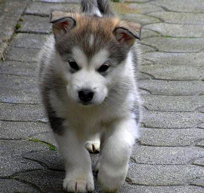 Husky Puppy Walking