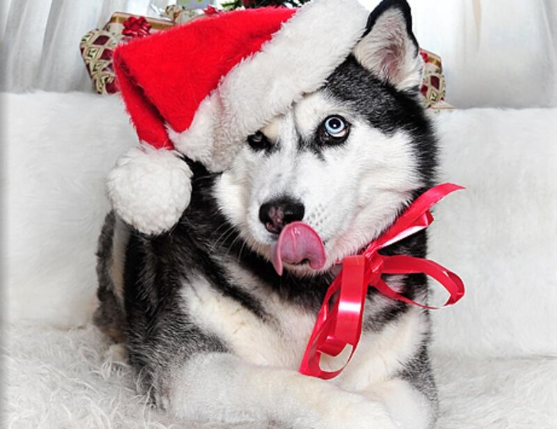 Husky Puppy Wearing Hat