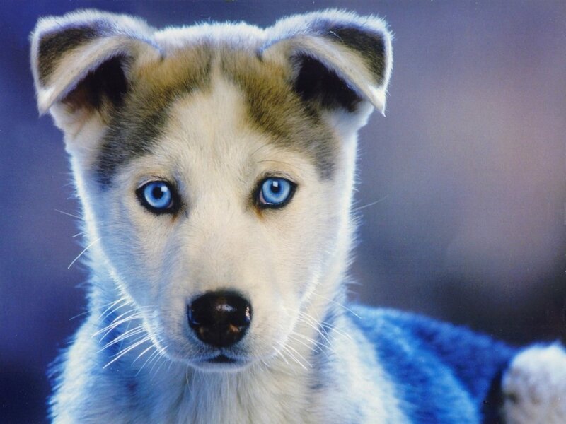 Husky Puppy — White, Calm, Photograph, Blue Eyes, White Fur
