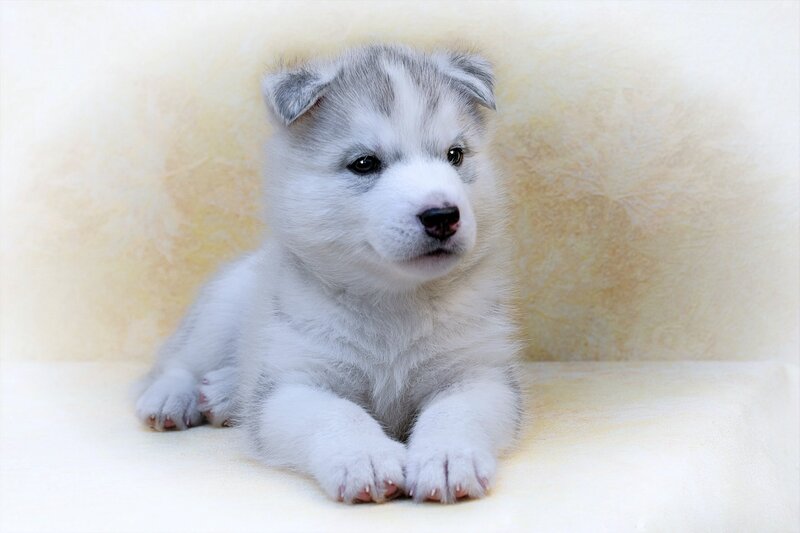 Husky Puppy — White, Calm, Photograph