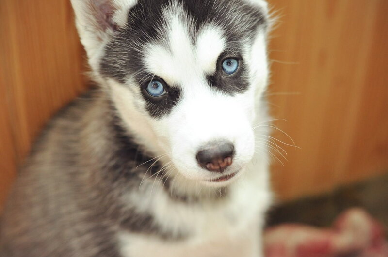 Husky Puppy — White, Calm