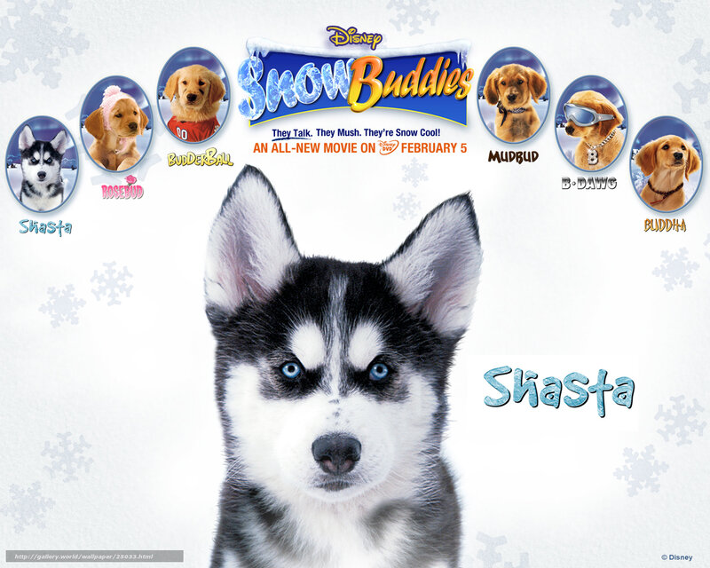 Husky Puppy — White, Playful