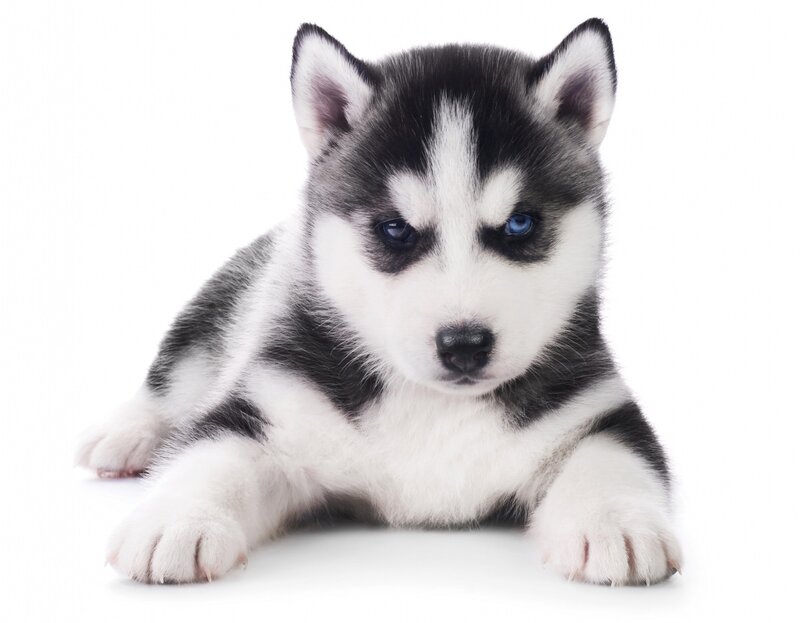 Husky Puppy — White