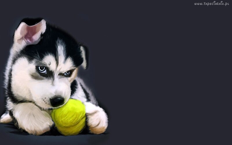 Husky Puppy with Ball — Black