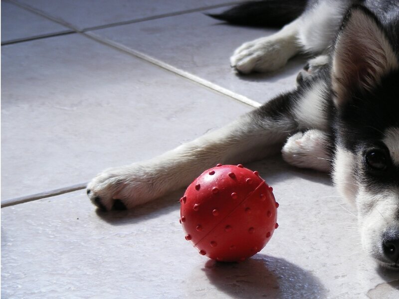 Husky Puppy with Ball — Red