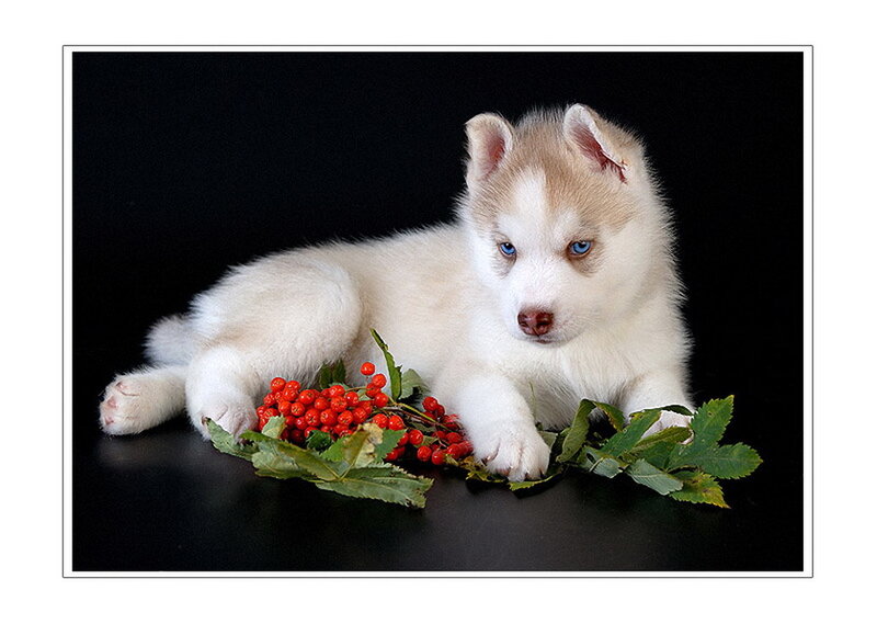 Husky Puppy with Berries