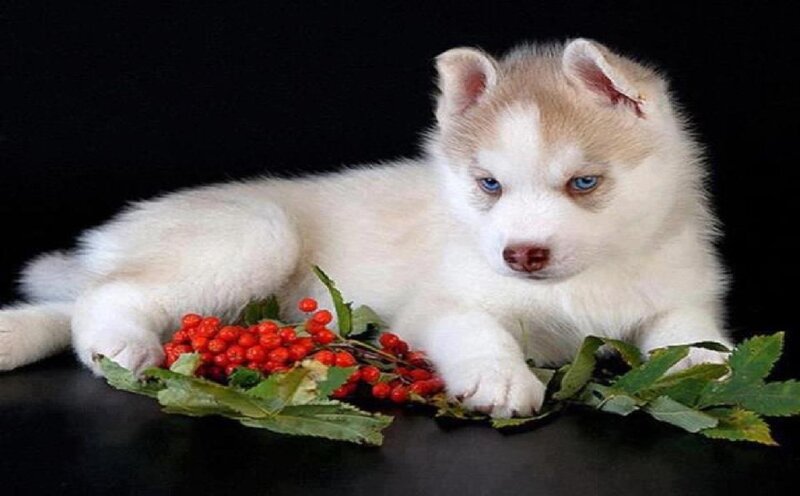 Husky Puppy with Berries — White, Calm