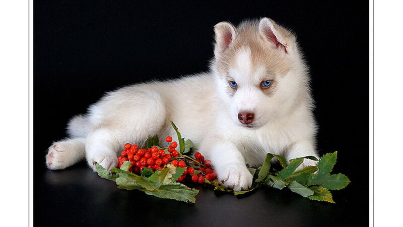 Husky Puppy with Berries — White