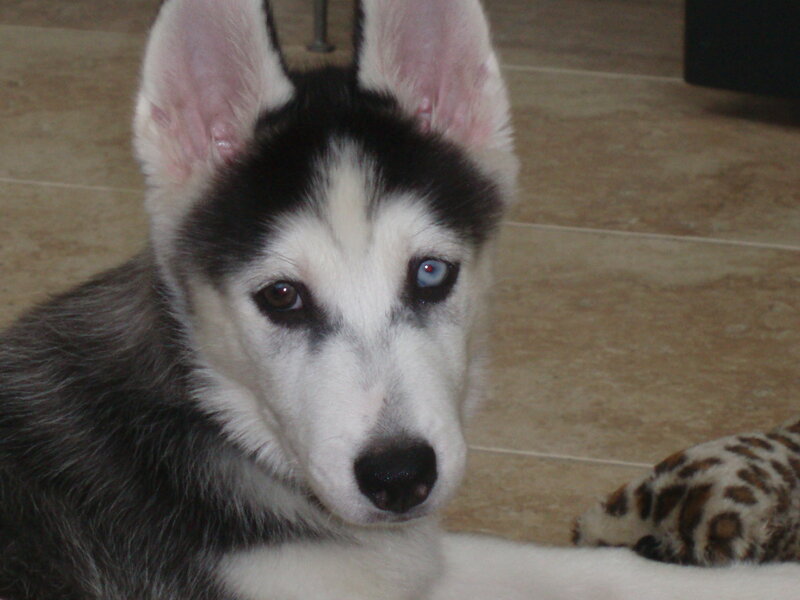 Husky Puppy with Blue Eye