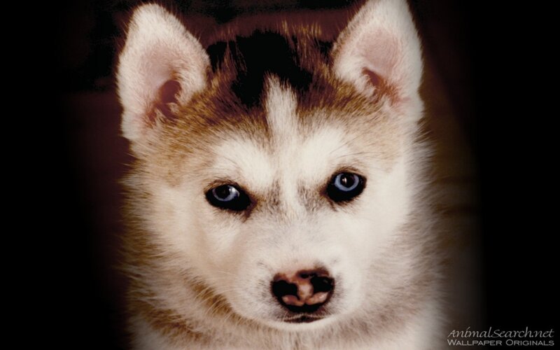 Husky puppy with blue eyes
