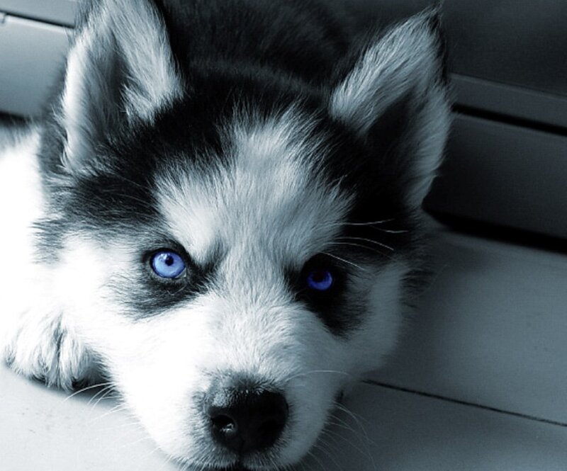 Husky Puppy with Blue Eyes — Black, Calm