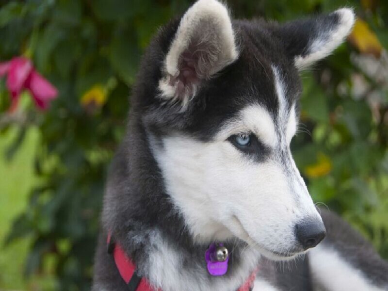 Husky Puppy with Blue Eyes — Black