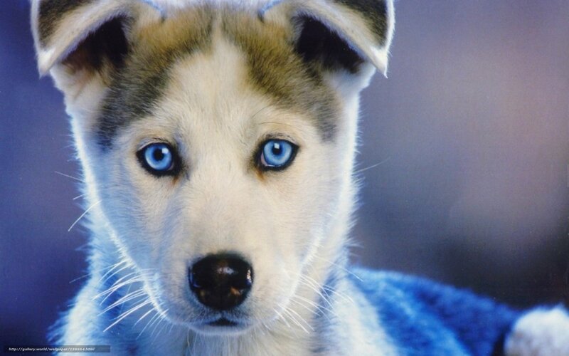 Husky Puppy with Blue Eyes — Calm