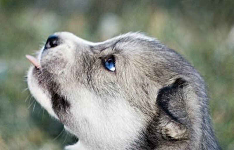 Husky Puppy with Blue Eyes — Gray