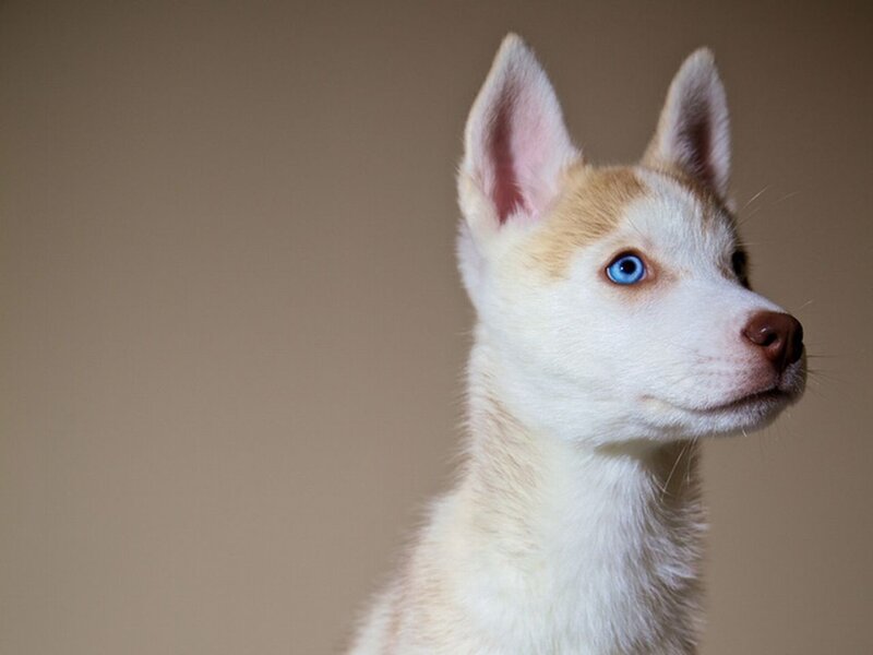 Husky Puppy with Blue Eyes — White, Calm, Photograph, Blue Eyes