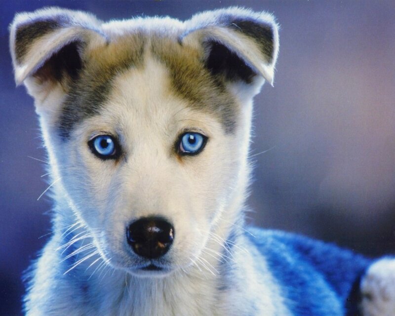 Husky Puppy with Blue Eyes — White, Calm