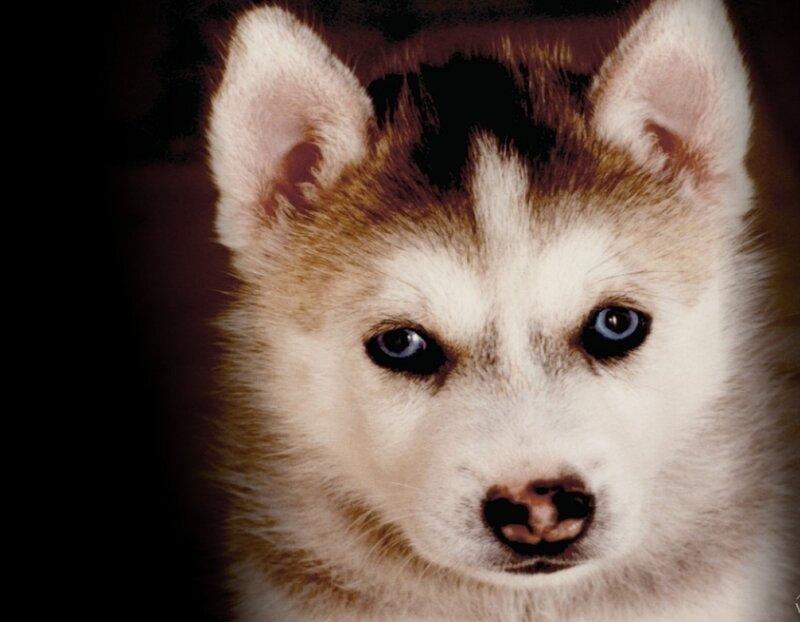 Husky Puppy with Blue Eyes — White, Intense