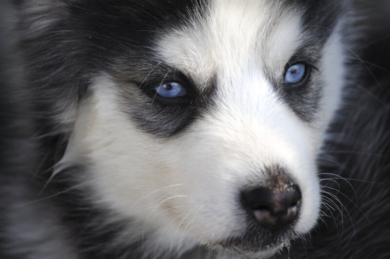Husky Puppy with Blue Eyes — White