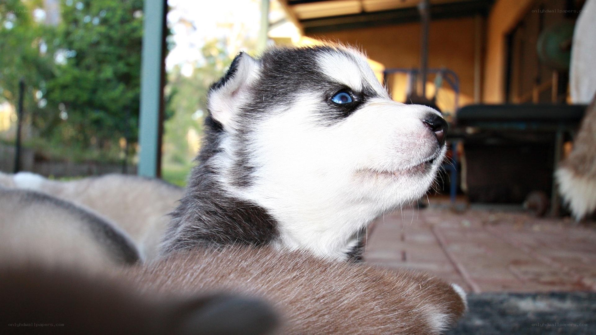Husky puppy with blue eyes