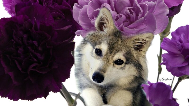 Husky Puppy with Flowers