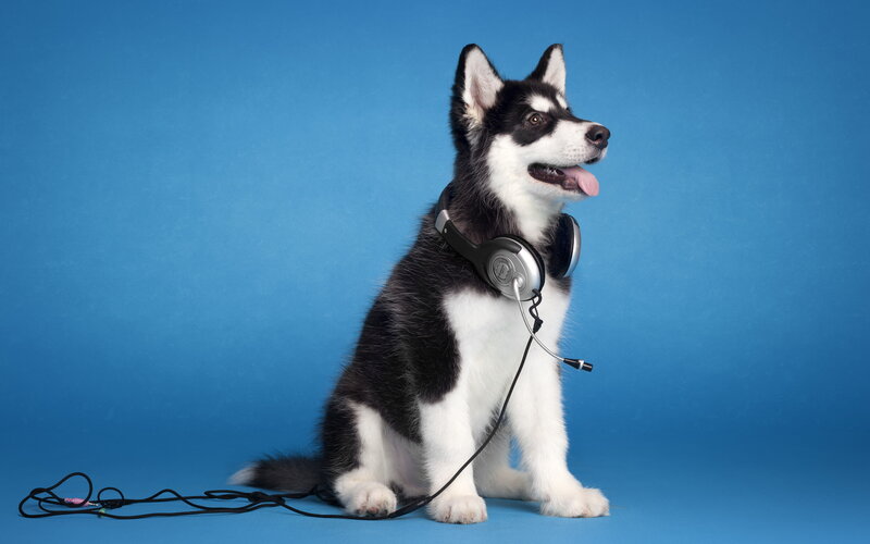Husky Puppy with Headphones