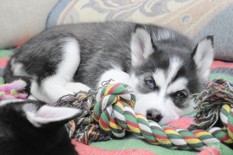 Husky Puppy with Rope — Gray, Calm