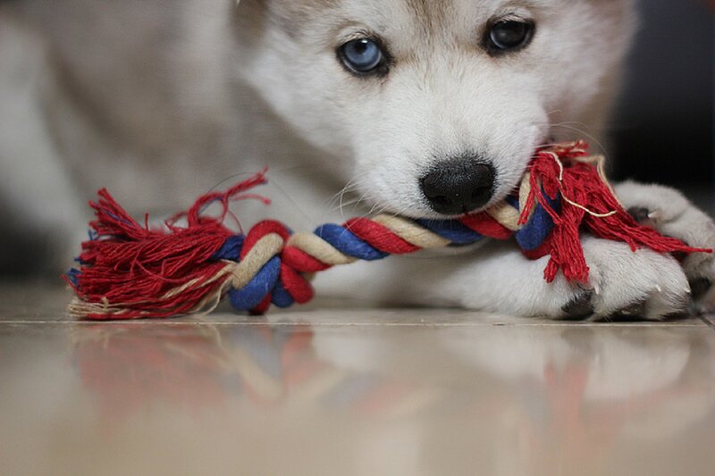 Husky Puppy with Rope