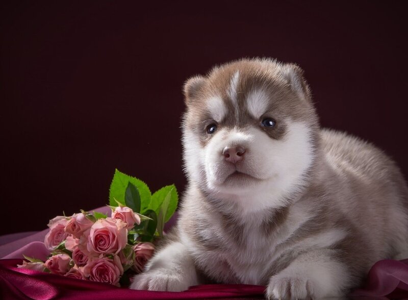 Husky Puppy with Roses — Brown, Calm