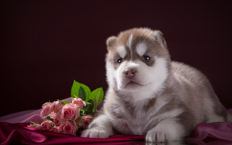 Husky Puppy with Roses — Brown
