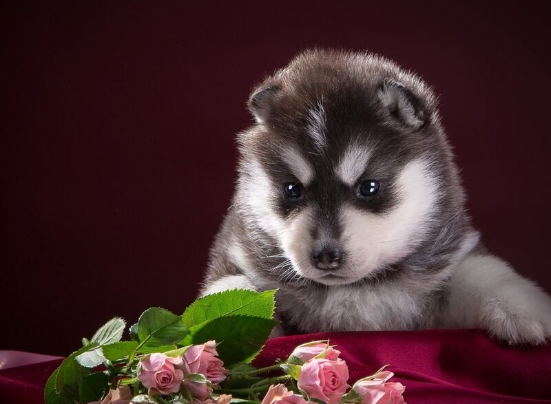 Husky Puppy with Roses — Maroon